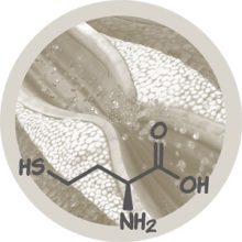 PI butonek 300x300px HOMOCYSTEIN